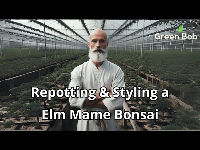 Elm Mame Bonsai from Cutting: Repotting & Pruning!