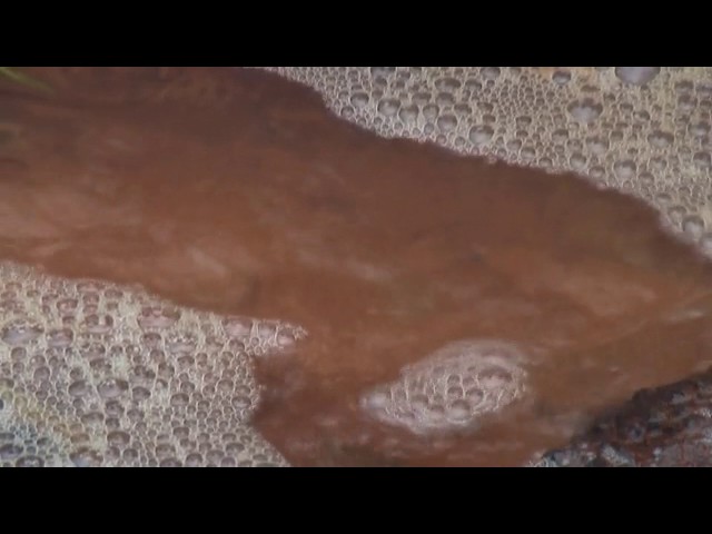 Bubbling Brook (public domain video)