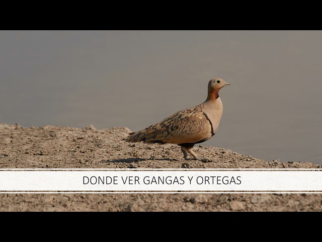 Dónde ver gangas y ortegas y puntos para fotografiarlas