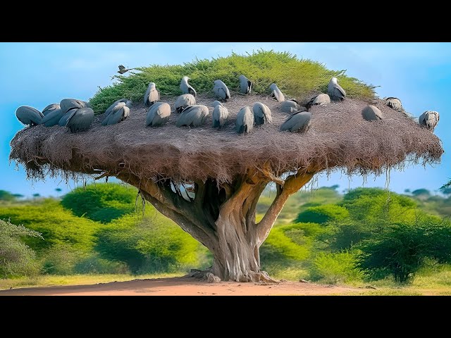 DISCOVER THE 7 MOST AMAZING BIRD NESTS IN THE WORLD