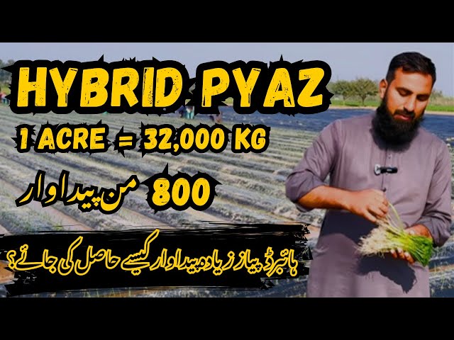 Hybrid Pyaz Farming: Aik Acre Say 32,000 KG Kaise Hasil Karein? Zyada Production Ka Asaan Tarika!