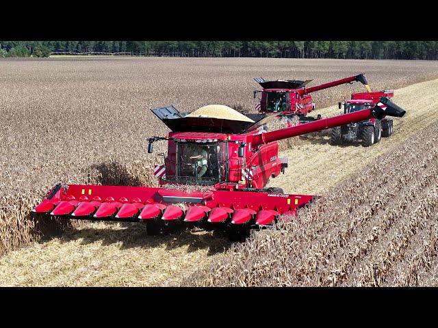 XXL CORN HARVEST 2024 ! 100% CASE IH | 140HA FIELD