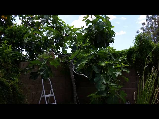 Fig trees in Arizona