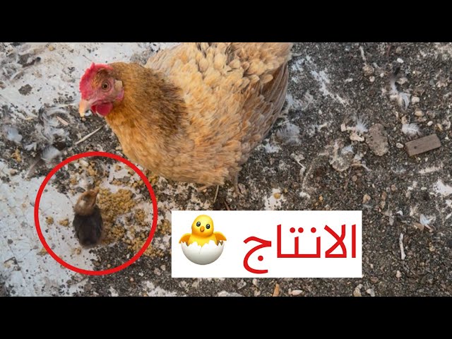 الانتاج الاول للدجاج 🐣 شو رأيكم‼️❤️‍🔥