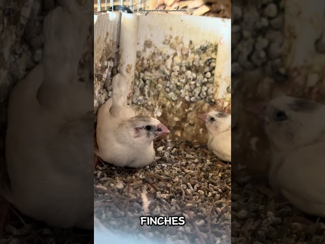 Sacred Baby Finch | Finch #CM_o8o1