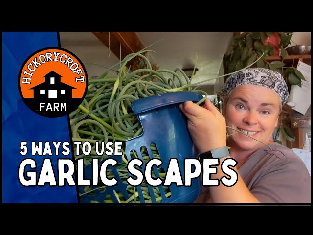 Five Ways to use Garlic Scapes (Cooking With Garlic) Garlic Scape Harvest (Cooking YouTuber)