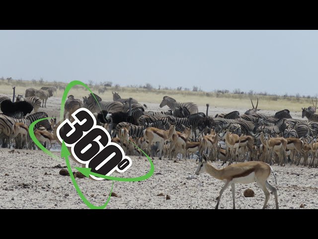 VR 360° 4K -Waterhole Viewieng, lots of Animals - Namibia, Africa