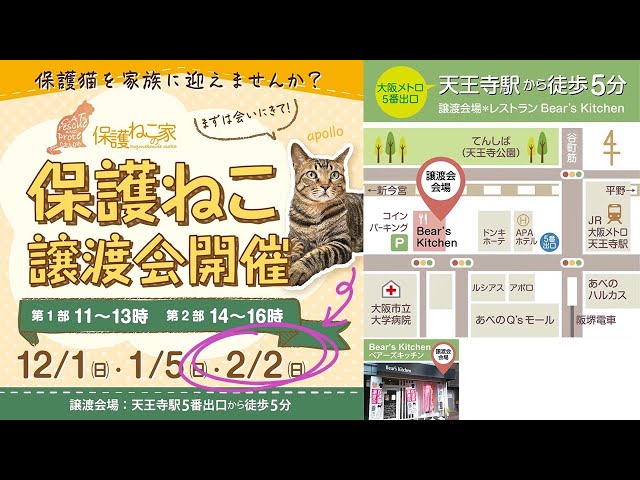 6️⃣ 保護猫たちのおトイレ見守りカメラ《健康管理用》&【 譲渡会のお知らせ】〔毎月第一日曜日譲渡会！＠大阪天王寺〕｜保護ねこの家24時間ライブ配信