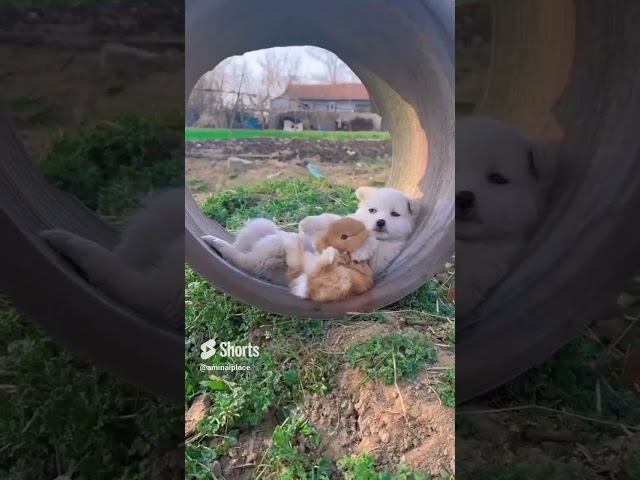 Extreme Puppy Cuteness on Safari