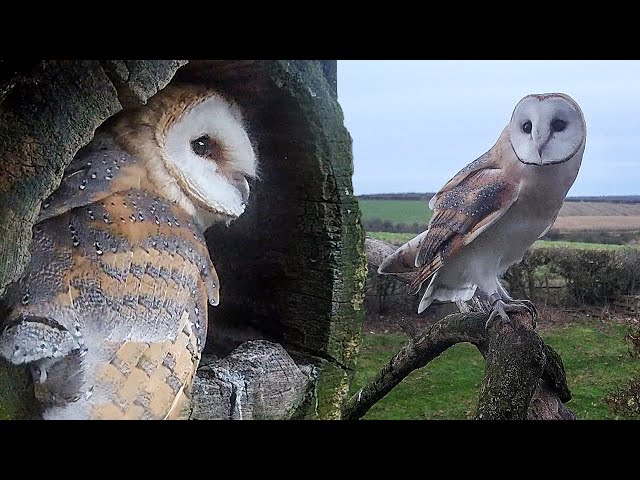 Barn Owl Chicks Master Shaky Start to Fly Free | Gylfie & Dryer | Robert E Fuller