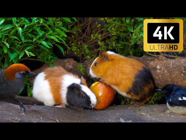 Birds & Squirrels on the Grass 😺 Relaxing Cat TV 🐦 Beautiful 4K HDR 60FPS Video