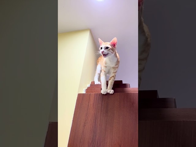 Cats Doing Cat Things 🐱🐱. Brownie Wants to Go Above Roof :) #catvideos #cats #shorts #trending