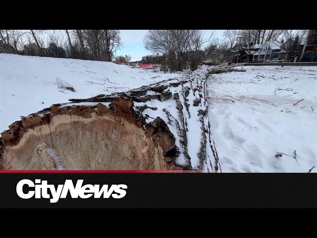 “Sad to see them come down”: trees removed along Calgary’s Memorial Drive for flood mitigation