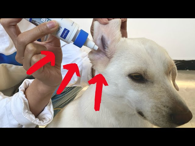 How to clean your dog’s ears! 2022