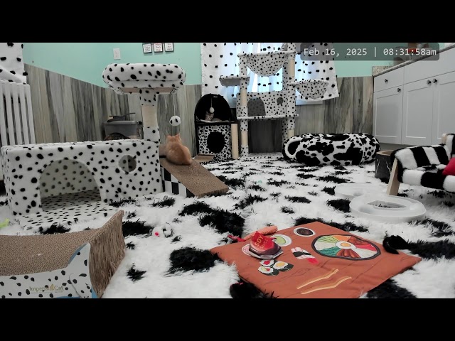 Kitkat Playroom LIVE: 101 Dalmatians - KKPs 101st Litter!