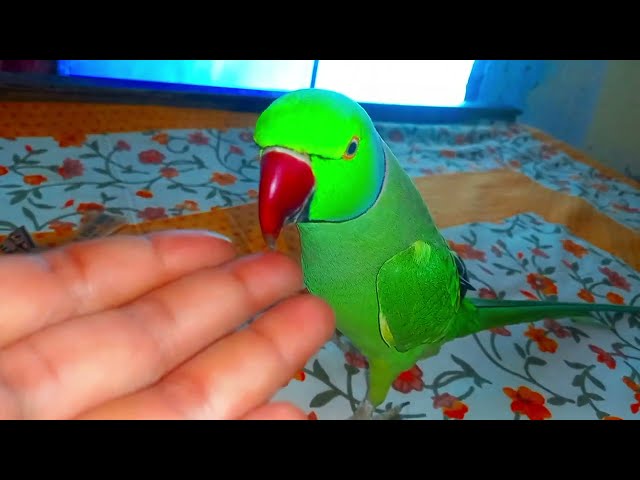 Ringneck parrot #videos #115