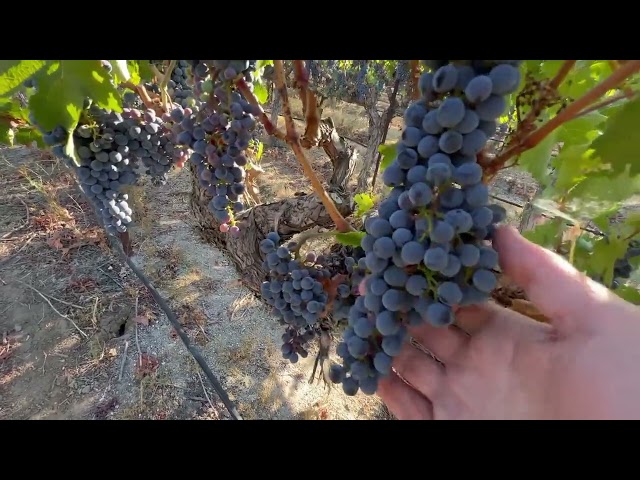 Sunlite grapes are red! Week 20 Vineyard Growth Cycle 18AUG24