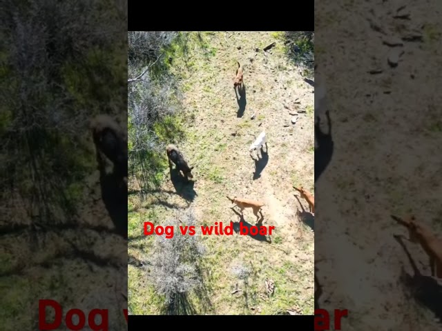 Dog vs wild boar #animals #pitbull