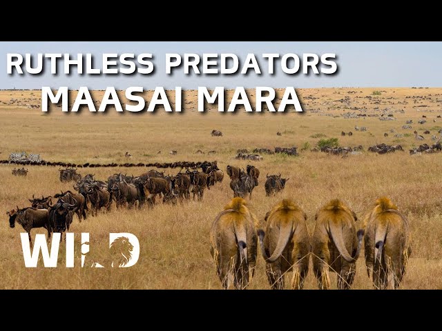 MAASAI MARA | King of Africa's Fiercest Hunters | Animal Documentary