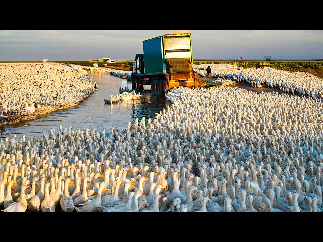 How Billions Of Ducks Are Raised On Rice Fields For Meat - Duck Meat Processing In Factory