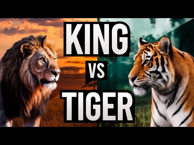 Lion vs Tiger: Ultimate Showdown – Who Reigns Supreme in the Wild? #LionVsTiger#BigCatBattle