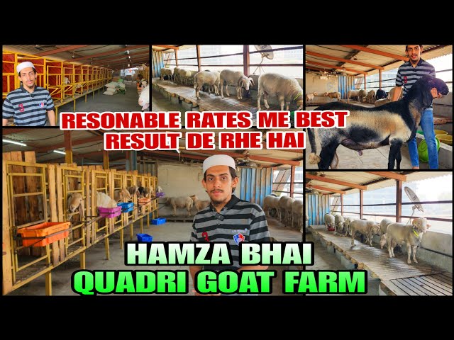 Resonable Palai Rate Me Best Result De Rhe Hai Hamza Bhai Quadri Goat Farm Bhiwandi Padgha