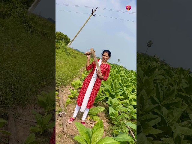 పొగాకు తోట Tobacco Farm #farming #shorts #village #youtubepartner #krishnavenianenenu