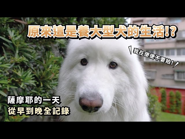 『原來這是養大型犬的生活!?』薩摩耶的一天，從早到晚全記錄(薩摩耶多比Dobby is free)