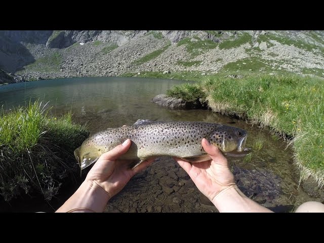 Grosse truite +50 cm en lac de montagne dans les pyrénées | n°4