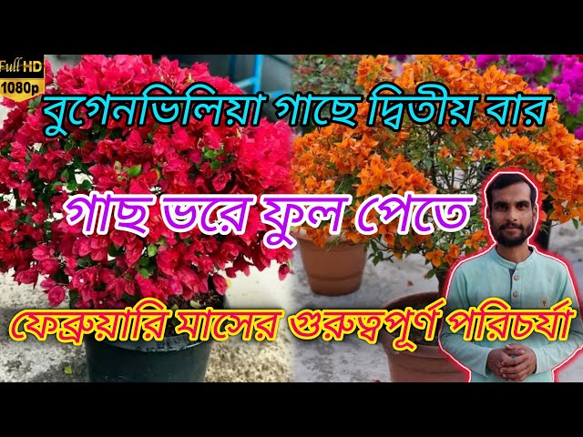 বুগেনভিলিয়া গাছে দ্বিতীয় বার গাছ ভরে ফুল পেতে ফেব্রুয়ারি মাসের পরিচর্যা #bougainvillea #gardening