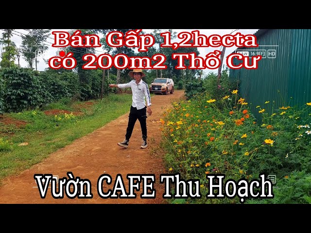 VƯỜN CAFE 1,2Hecta SỔ ĐẦY ĐỦ CÓ 200M2 THỔ CƯ, MẶT TIỀN BÊ TÔNG,400M TỈNH LỘ, GẦN TRỢ TRƯỜNG HỌC