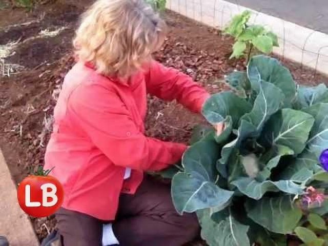 Growing Cauliflower Curbside | Late Bloomer | Episode 2