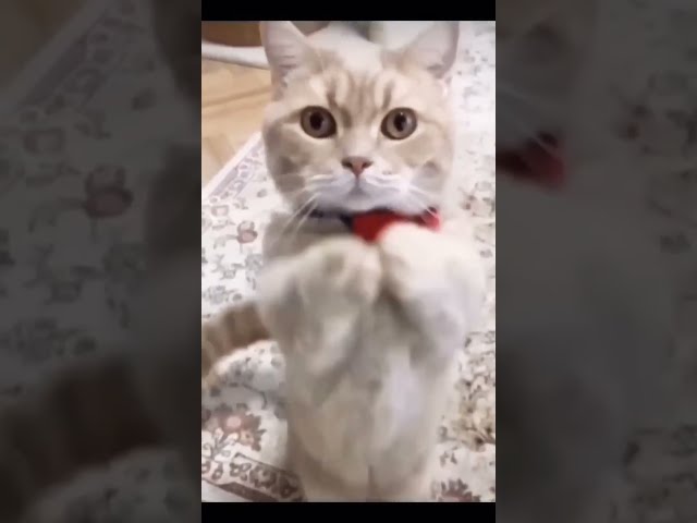 Funniest Videos 2022 😂 Funny Cats 🐱 #cute #cat #short #kitty #viral