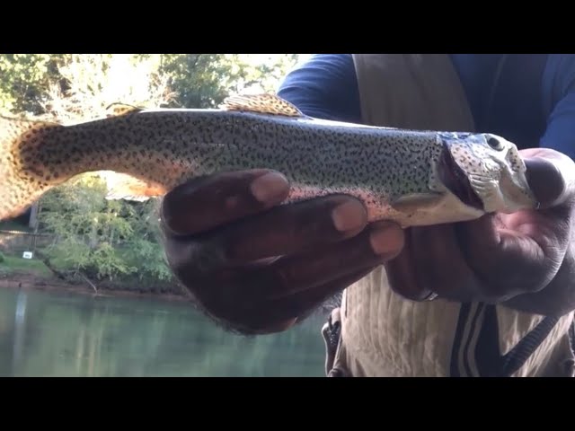 Rainbow Trout FIshing in Georgia with Power Eggs & Salmon Eggs