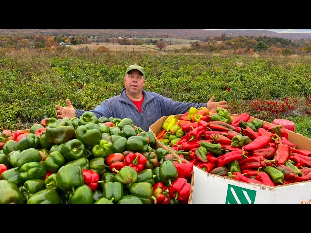 A VEGETABLE FARMERS AMAZING 2024 FROM PLANTING TO HARVEST