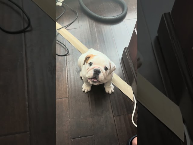 Smart Bulldog puppy learns to speak