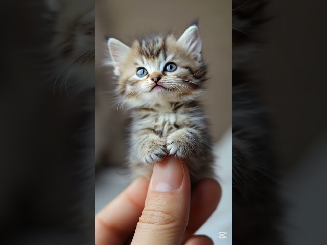 Cute Tiny Baby Cat