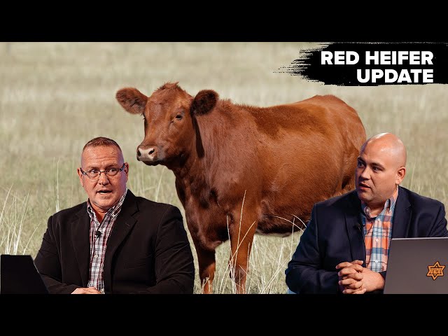 🚨 Prophetic Alert: Is the Red Heifer Ceremony About to Happen? 🔥🐄