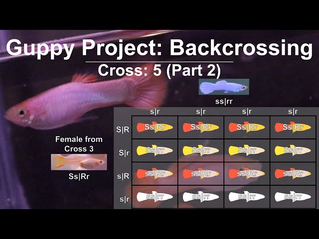 Understanding the Guppy Genetics for White Color by Magenta Gene (Cross 5 Part 2) Update & Results