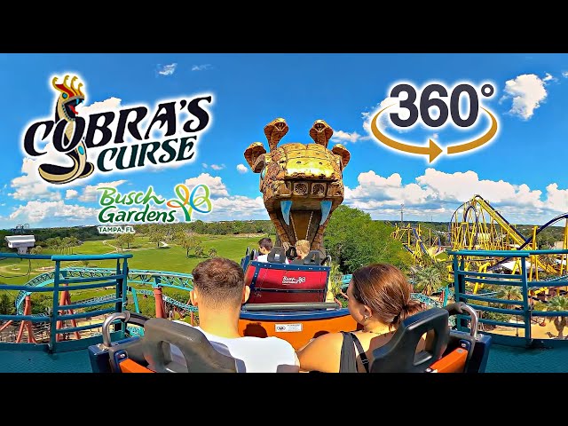 VR 360 Cobra's Curse Roller Coaster On Ride POV with Queue Busch Gardens Tampa 2024 09 30