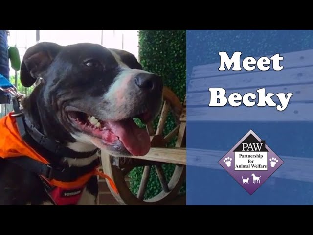 Meet Becky, An Adoptable PAW Dog!