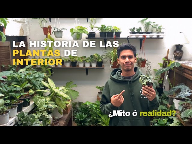 Plantas de Interior - Historia y Origen de La Tendencia