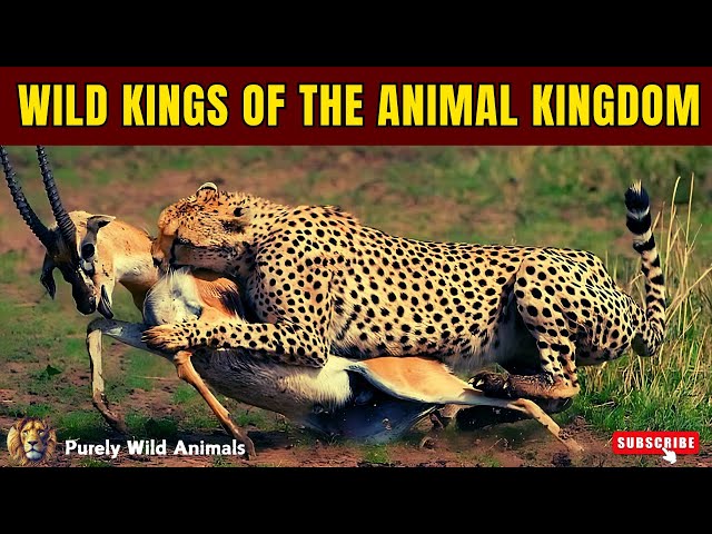 Wild Kings of The Animal Kingdom