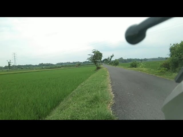 vlog of rice fields in the village