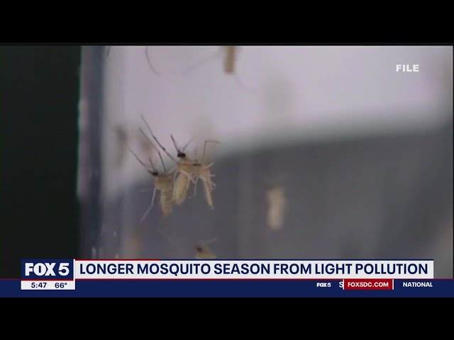 Expect a longer mosquito season due to light pollution | FOX 5 DC