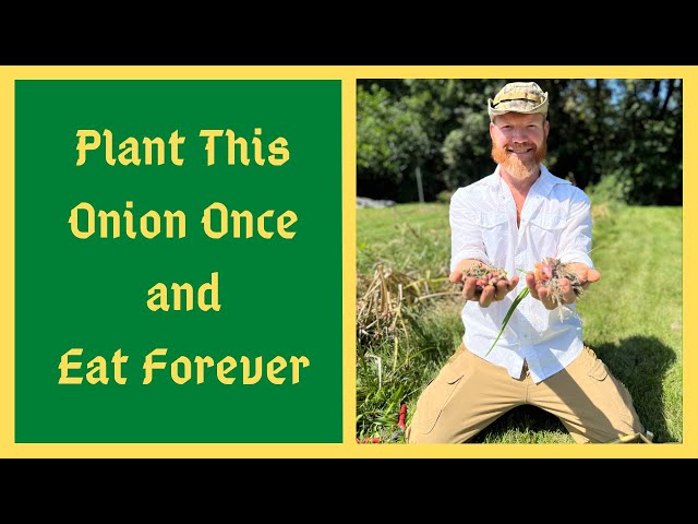 A Lifetime Of Food - Plant This Perennial Onion Sept/Oct in ANY ZONE!!