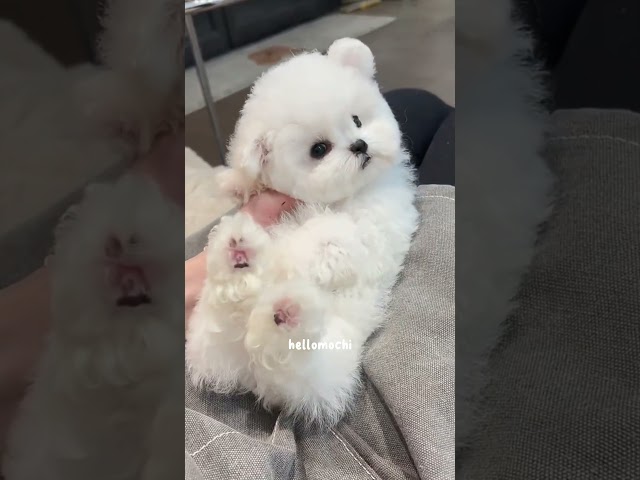 cute puppies funny moment cute overload ❤️#hellomochi #dog #bichon