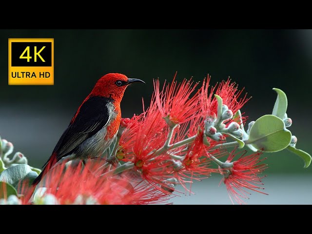 4k 60fps HDR Ultra HD  Video 2160p With Soothing Relaxing Music / #4K  #8K #4kultrahd #relax #4khdr