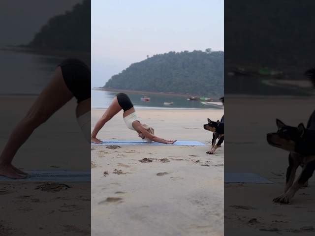 Name the practice 🧘🏼‍♀️✨🐕 10min morning yoga on the channel #lanastretchingyoga #yogawithdogs