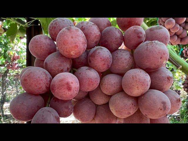 PISCA DE UVA RED GLOBE EN CALIFORNIA LA UVA MAS GRANDE DEL MUNDO #grape #harvest